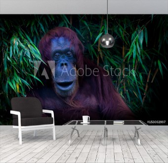 Picture of Freundlicher Orang-Utan
